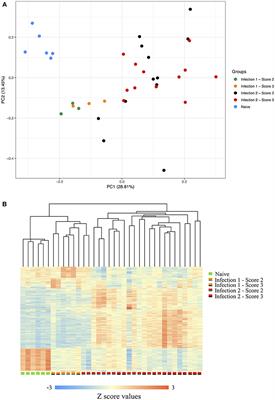 Genomic and Transcriptomic Analysis of Amoebic Gill Disease Resistance in Atlantic Salmon (Salmo salar L.)